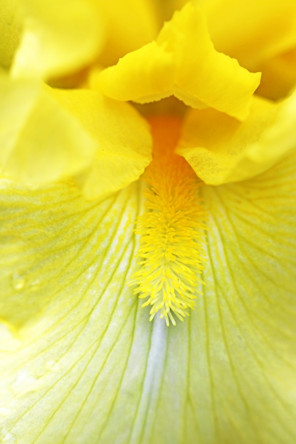 Cheerful Yellow Iris by Deb Oppermann